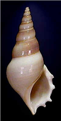 Conchas do Mar