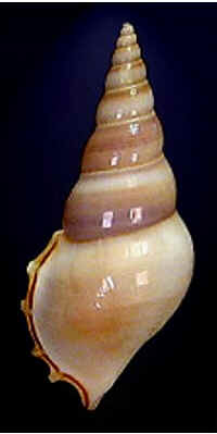 Conchas do Mar