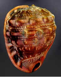 Conchas do Mar