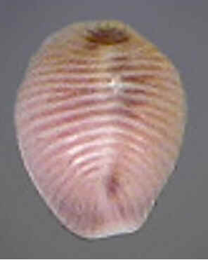 Conchas do Mar
