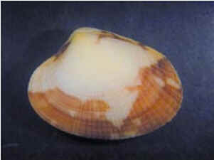 Conchas do Mar