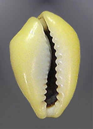 Conchas do Mar
