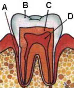 Dentes Dentes