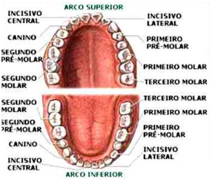 Dentes Dentes