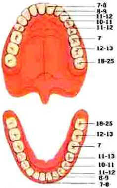 Dentes Dentes