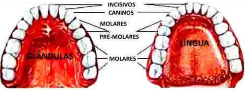 Dentes Dentes