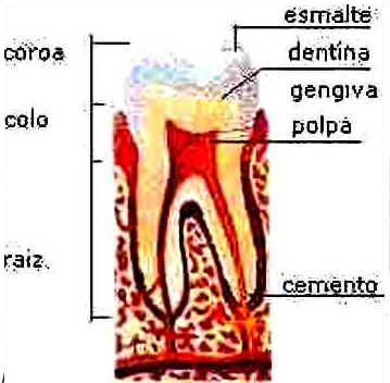 Dentes Dentes