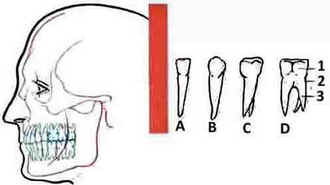 Dentes Dentes