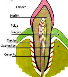 Dentes Dentes
