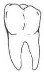 Dentes Dentes