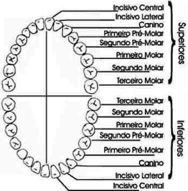 Dentes Dentes