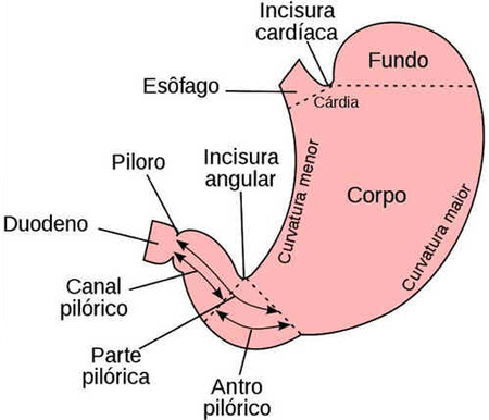 Estômago