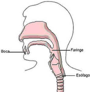 Faringe