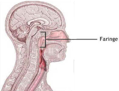 Faringe