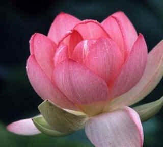 Flor de Lótus