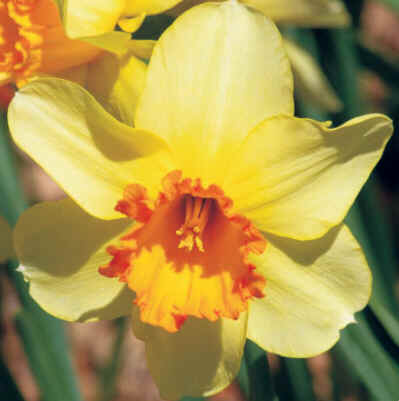Narciso