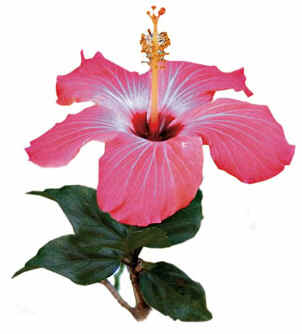 Hibisco Hibisco