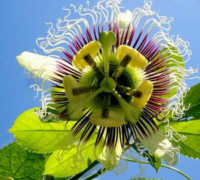 Flor de Maracujá