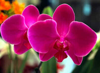 Orquídea