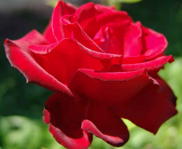 Rosa