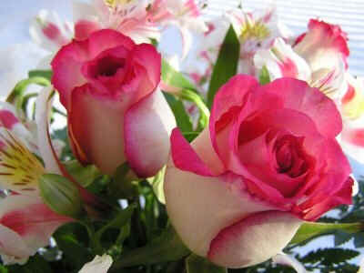 Rosa