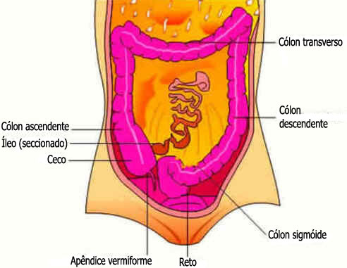 Intestino Grosso