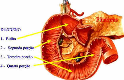 Intestino Delgado Intestino Delgado