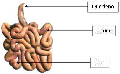 Intestino Delgado Intestino Delgado
