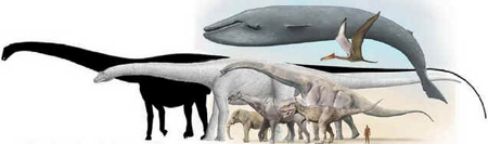 Amphicoelias Amphicoelias