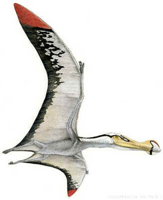 Anhanguera