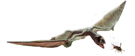 Anurognathus