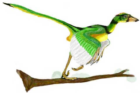 Archaeopteryx Archaeopteryx