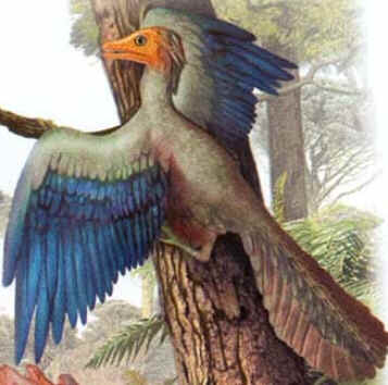 Archaeopteryx Archaeopteryx