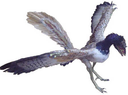 Archaeopteryx Archaeopteryx