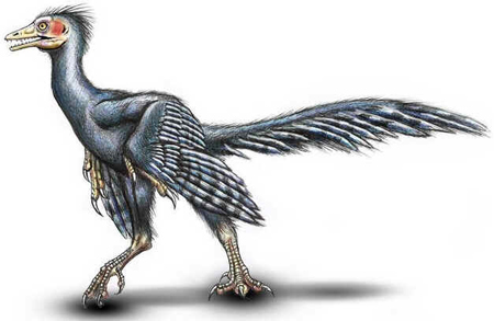 Archaeopteryx Archaeopteryx