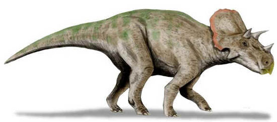 Avaceratops