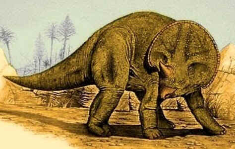 Avaceratops