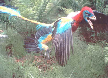 Aves Dinossauros Aves Dinossauros
