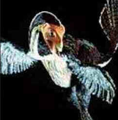 Aves Dinossauros Aves Dinossauros