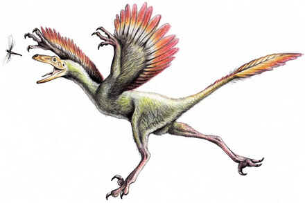 Bambiraptor