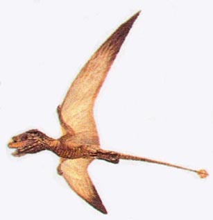 Batrachognatus