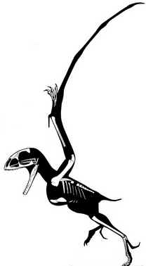 Batrachognatus