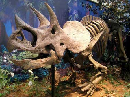 Ceratopsídeos