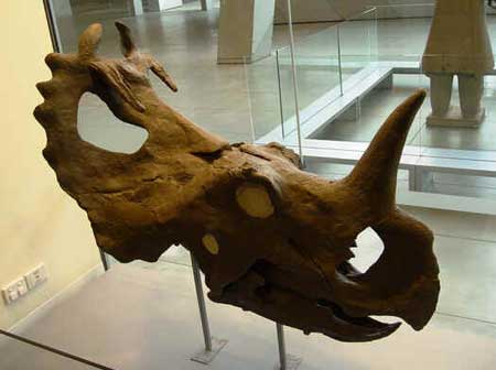 Ceratopsídeos