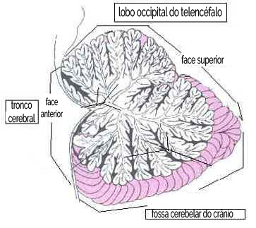 Cerebelo