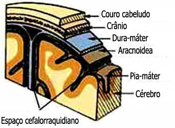 Cérebro