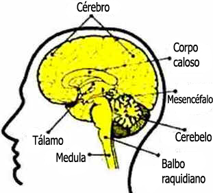 Cérebro