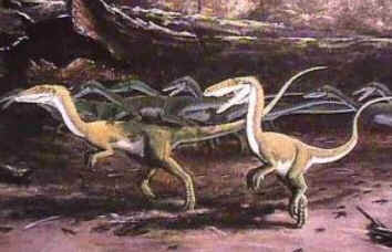 Coelophysis Coelophysis