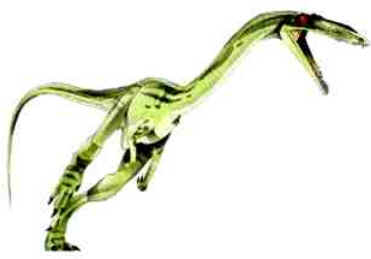 Coelophysis Coelophysis
