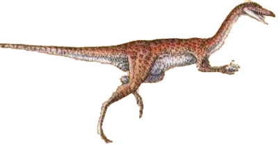 Coelophysis Coelophysis